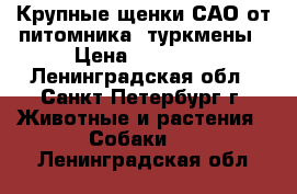 Крупные щенки САО от питомника, туркмены › Цена ­ 45 000 - Ленинградская обл., Санкт-Петербург г. Животные и растения » Собаки   . Ленинградская обл.